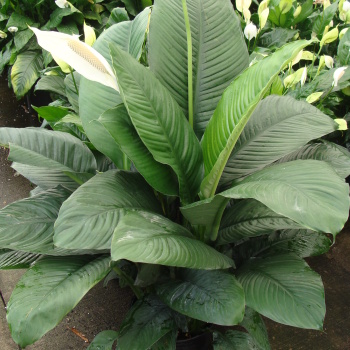 Spathiphyllum Sensation Plant